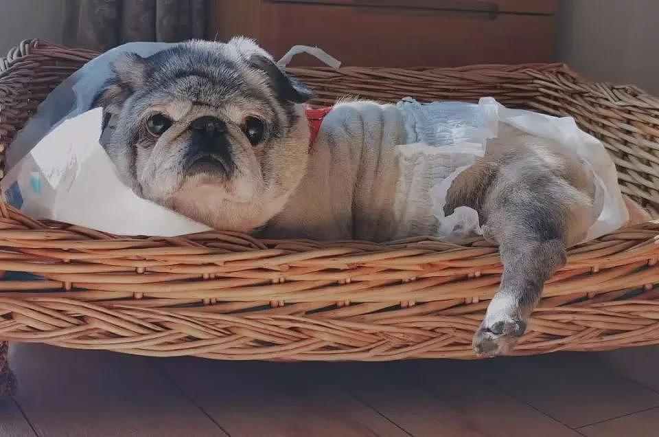 没钱养老的年轻人，却正给老龄犬狂买尿不湿？（组图） - 3