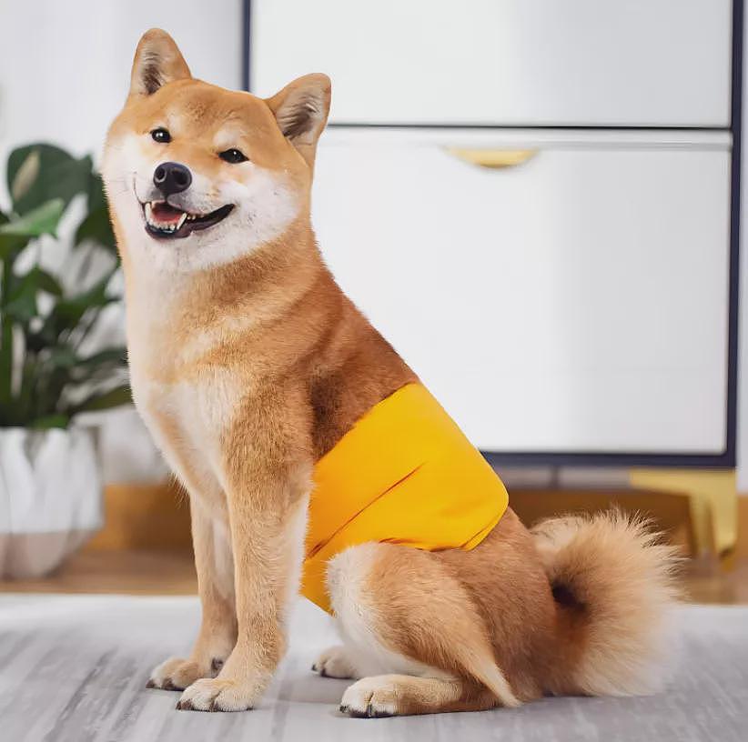 没钱养老的年轻人，却正给老龄犬狂买尿不湿？（组图） - 1