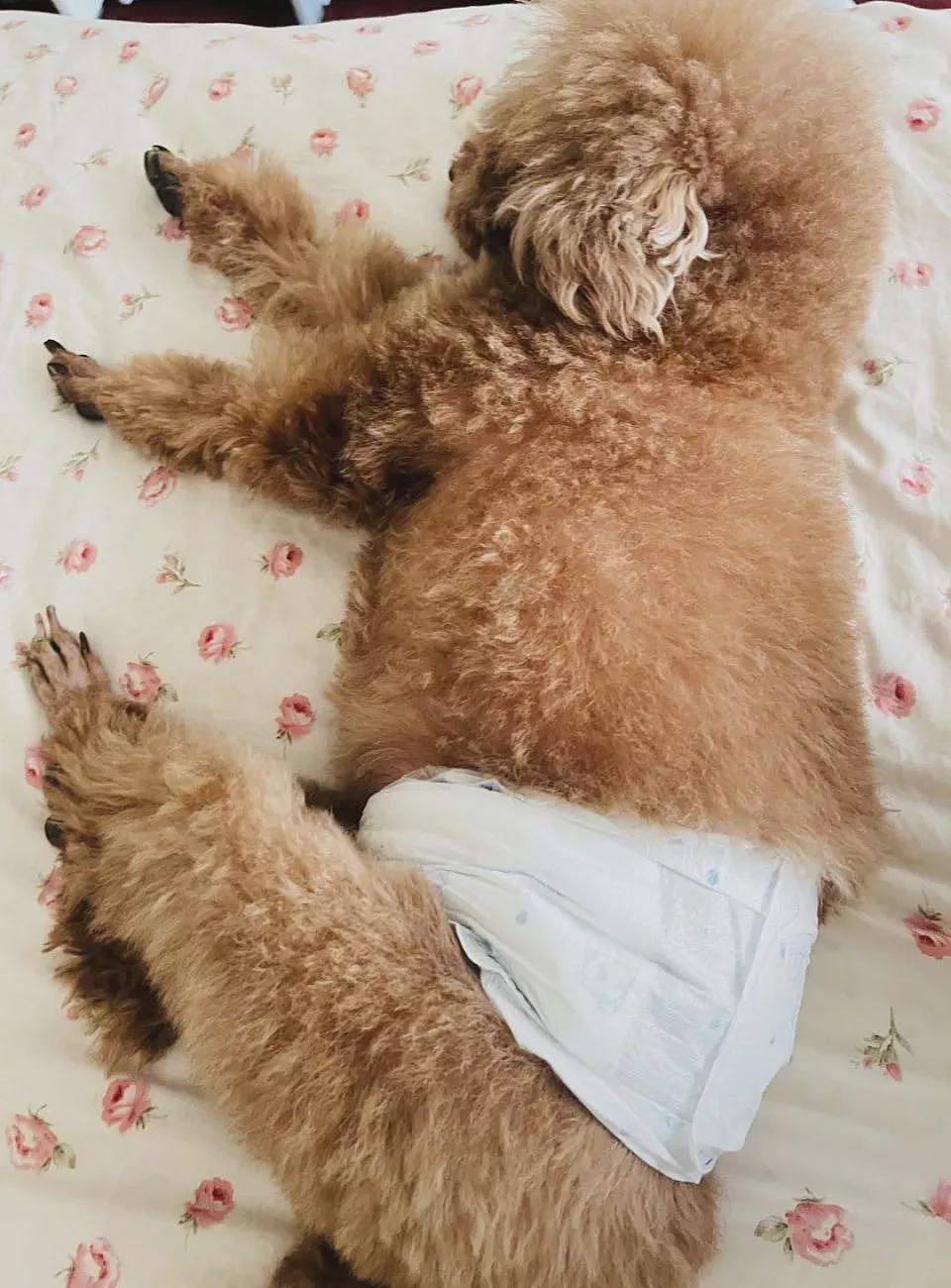 没钱养老的年轻人，却正给老龄犬狂买尿不湿？（组图） - 2