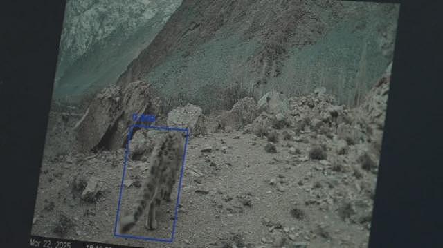 AI摄影机警报能避免雪豹灭绝吗（组图） - 3