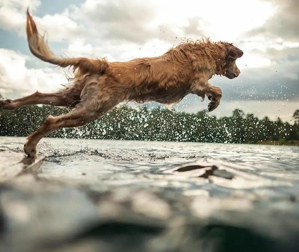 被抛弃9天追100公里，猎犬找到主人狂咬报复（图） - 1