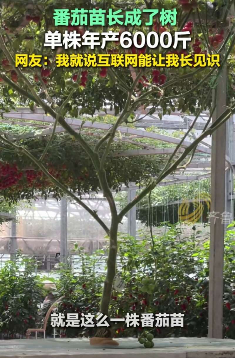 山东产出2米高番茄树，单株年产6000斤（图） - 1
