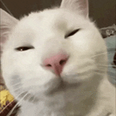 【宠物】男子网恋被无毛猫骗走5200元,网友不信,一看图沉默了...(组图) - 1