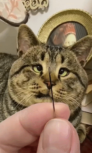 【宠物】男子网恋被无毛猫骗走5200元,网友不信,一看图沉默了...(组图) - 5
