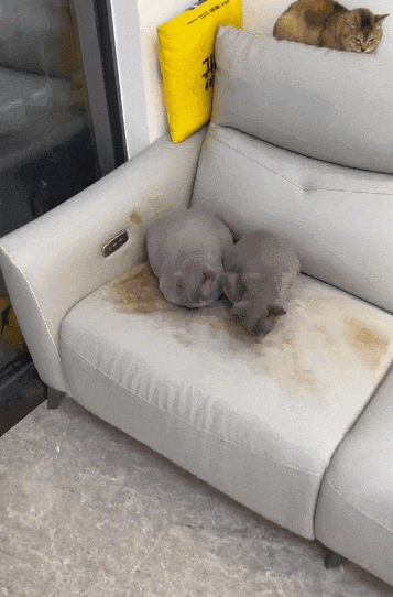 【宠物】男子网恋被无毛猫骗走5200元,网友不信,一看图沉默了...(组图) - 13