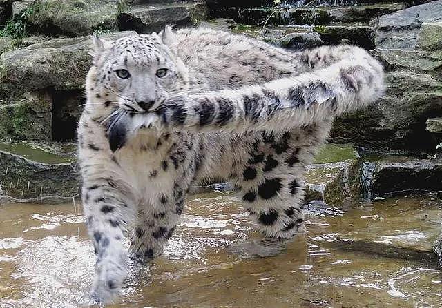 【宠物】男子网恋被无毛猫骗走5200元,网友不信,一看图沉默了...(组图) - 27
