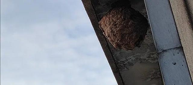 摘马蜂窝致路人被蛰去世,两兄弟涉嫌过失致人死亡罪被公诉(组图) - 2