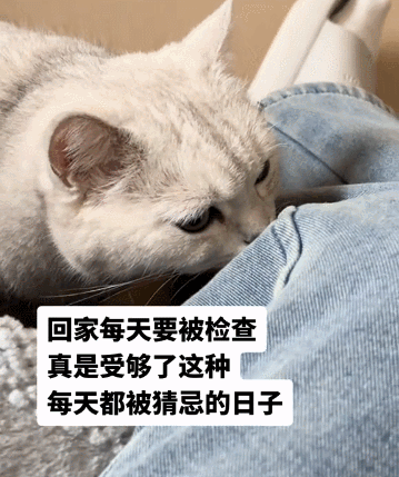 【宠物】男子网恋被无毛猫骗走5200元,网友不信,一看图沉默了...(组图) - 23
