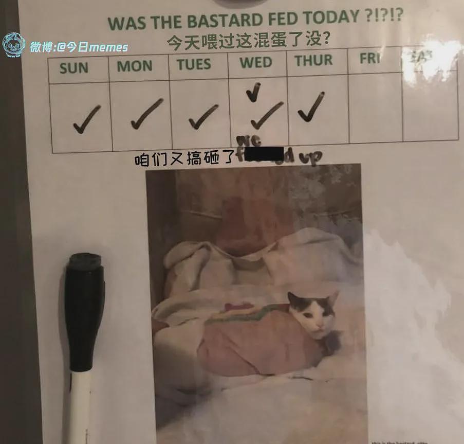 【宠物】男子网恋被无毛猫骗走5200元,网友不信,一看图沉默了...(组图) - 21