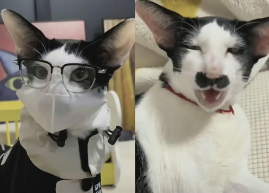 【宠物】男子网恋被无毛猫骗走5200元,网友不信,一看图沉默了...(组图) - 24