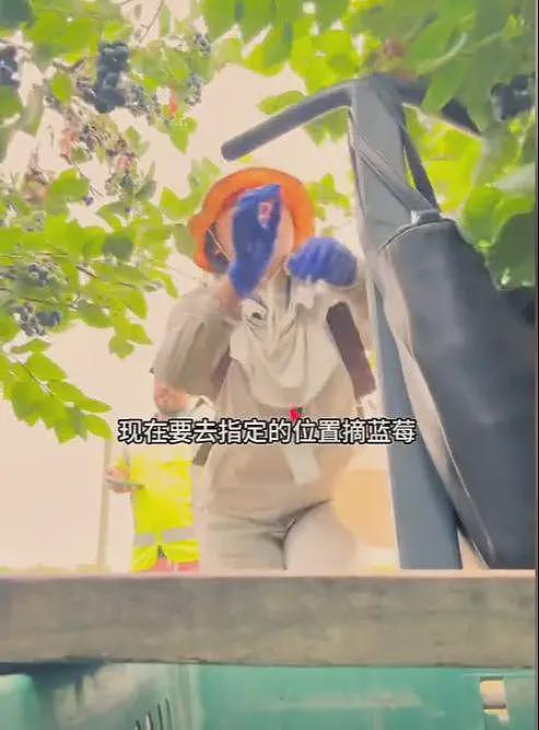 四川女孩新西兰苹果厂打工:四点起床,时薪109人民币,月入三万(组图) - 17