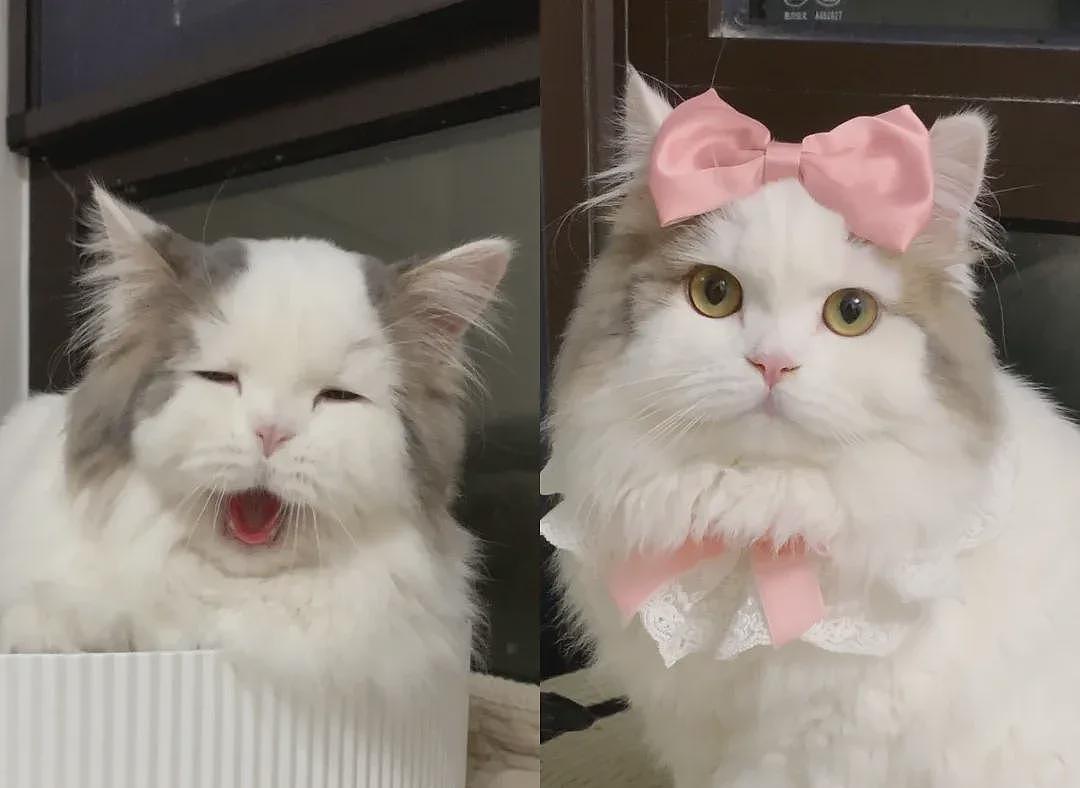 【宠物】男子网恋被无毛猫骗走5200元,网友不信,一看图沉默了...(组图) - 25