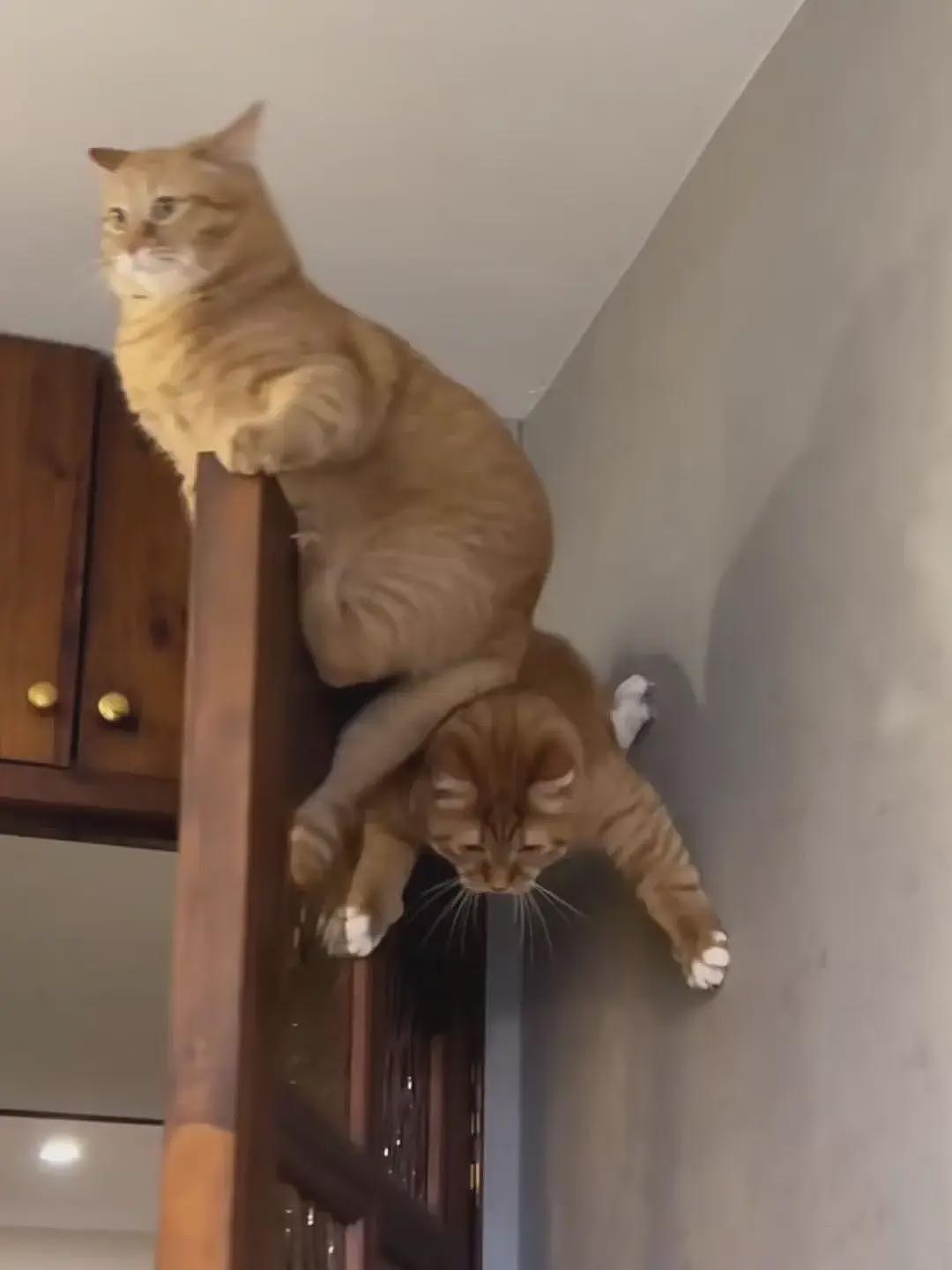 【宠物】男子网恋被无毛猫骗走5200元,网友不信,一看图沉默了...(组图) - 22