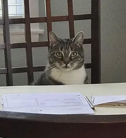 【宠物】男子网恋被无毛猫骗走5200元,网友不信,一看图沉默了...(组图) - 19