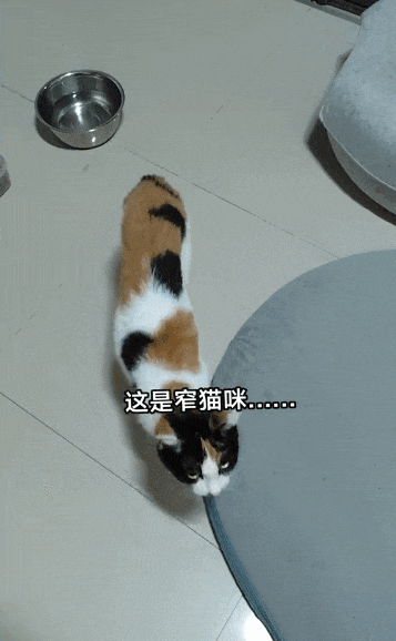 【宠物】男子网恋被无毛猫骗走5200元,网友不信,一看图沉默了...(组图) - 9