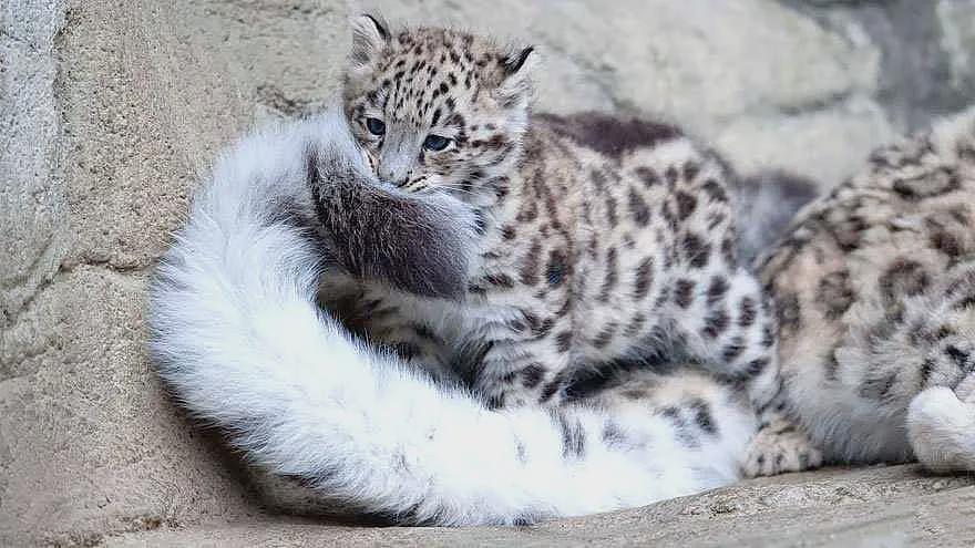 【宠物】男子网恋被无毛猫骗走5200元,网友不信,一看图沉默了...(组图) - 26