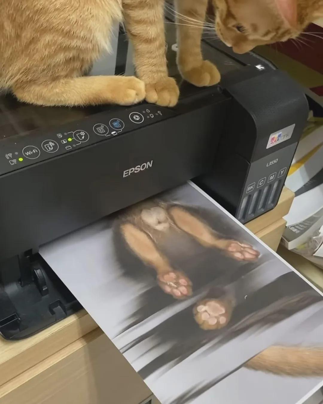 【宠物】男子网恋被无毛猫骗走5200元,网友不信,一看图沉默了...(组图) - 18