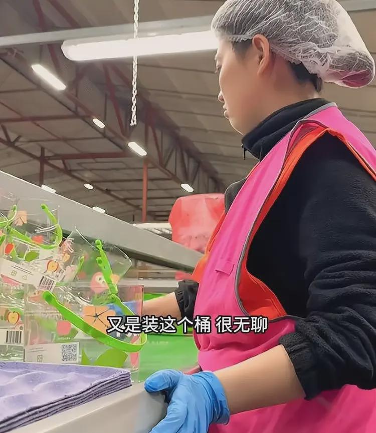 四川女孩新西兰苹果厂打工:四点起床,时薪109人民币,月入三万(组图) - 8