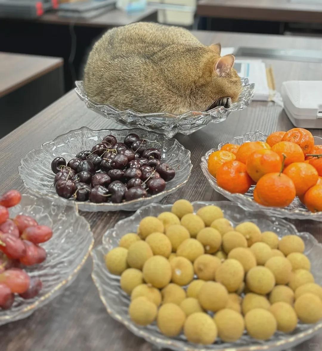 【宠物】男子网恋被无毛猫骗走5200元,网友不信,一看图沉默了...(组图) - 16