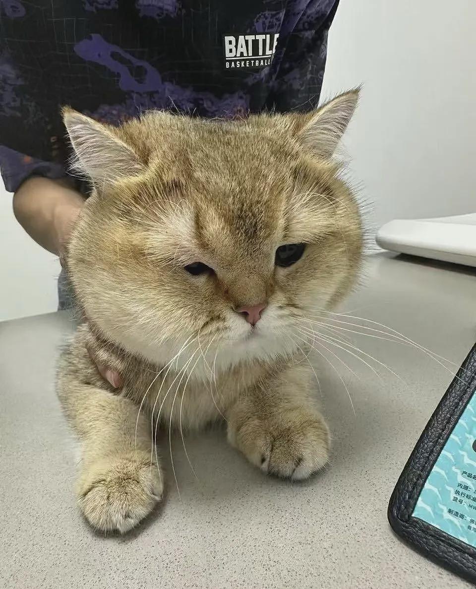 【宠物】男子网恋被无毛猫骗走5200元,网友不信,一看图沉默了...(组图) - 20