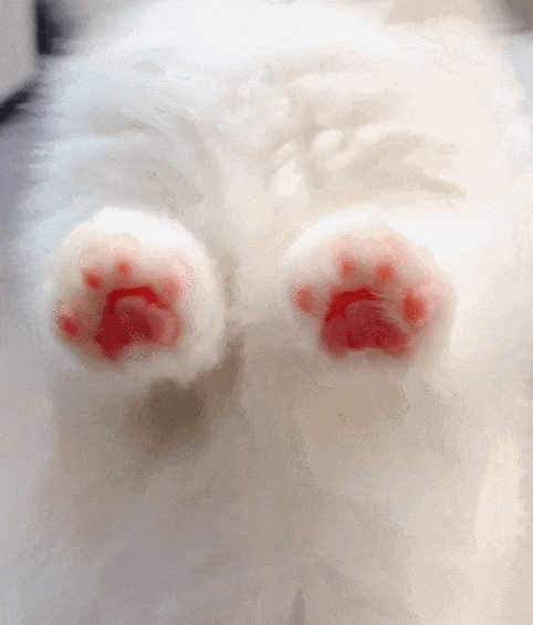 【宠物】男子网恋被无毛猫骗走5200元,网友不信,一看图沉默了...(组图) - 11