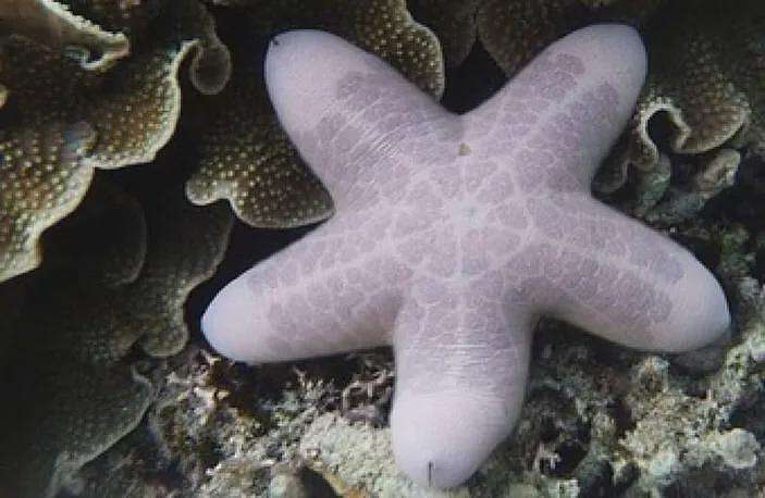 长得最18禁的海洋动物，谁看见它都会脸红（组图） - 7
