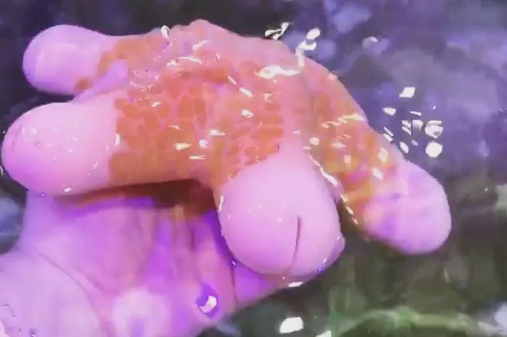 长得最18禁的海洋动物，谁看见它都会脸红（组图） - 15