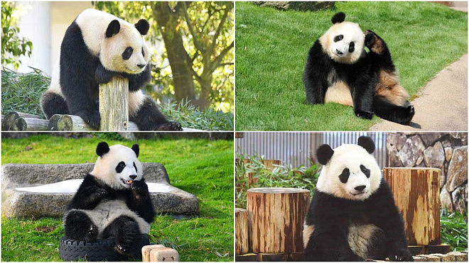 一口气遭归还4只大猫熊！中国动物外交失灵？（组图） - 1