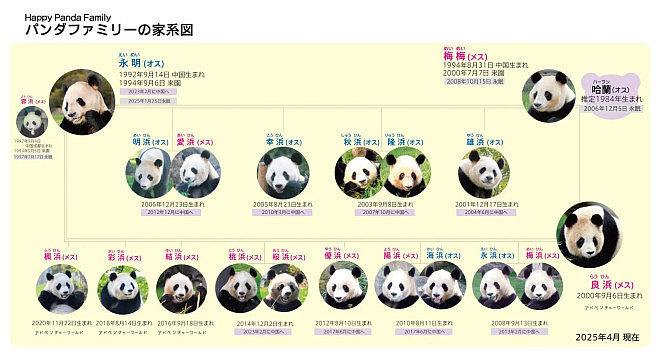 一口气遭归还4只大猫熊！中国动物外交失灵？（组图） - 5