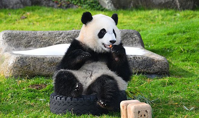 一口气遭归还4只大猫熊！中国动物外交失灵？（组图） - 3