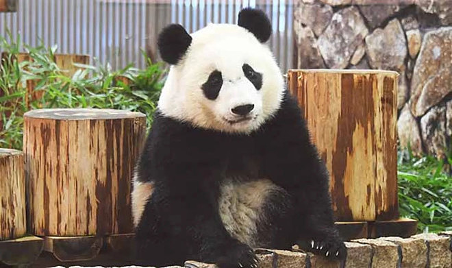 一口气遭归还4只大猫熊！中国动物外交失灵？（组图） - 4