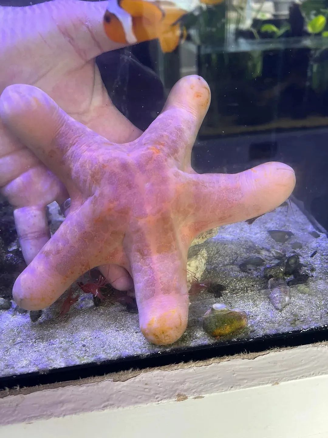 长得最18禁的海洋动物，每个人看见它都会脸红（组图） - 23