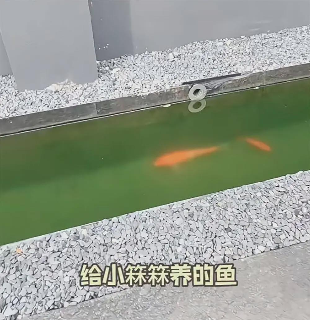 张兰公开汪小菲豪宅,独栋别墅带花园养金鱼,大S儿女房间曝光(组图) - 5