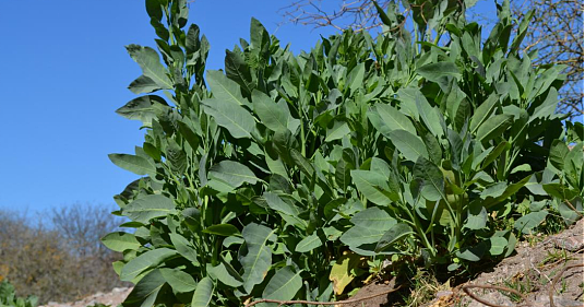 悲剧！三华男“中国商城”旁挖野菜，全部入院！一人不幸身亡，华人千万别做这事…（组图） - 6