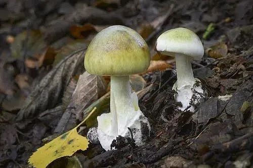 悲剧！三华男“中国商城”旁挖野菜，全部入院！一人不幸身亡，华人千万别做这事…（组图） - 7
