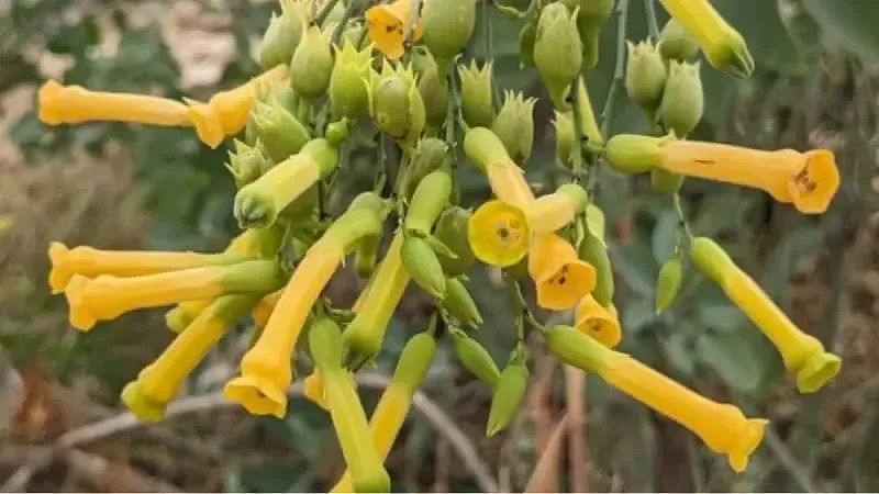 悲剧！三华男“中国商城”旁挖野菜，全部入院！一人不幸身亡，华人千万别做这事…（组图） - 4