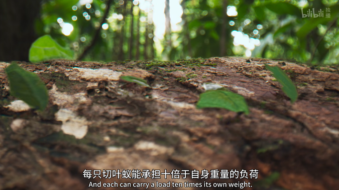 华强北走出的草根姐弟，干到全球前三，年入百亿（组图） - 8