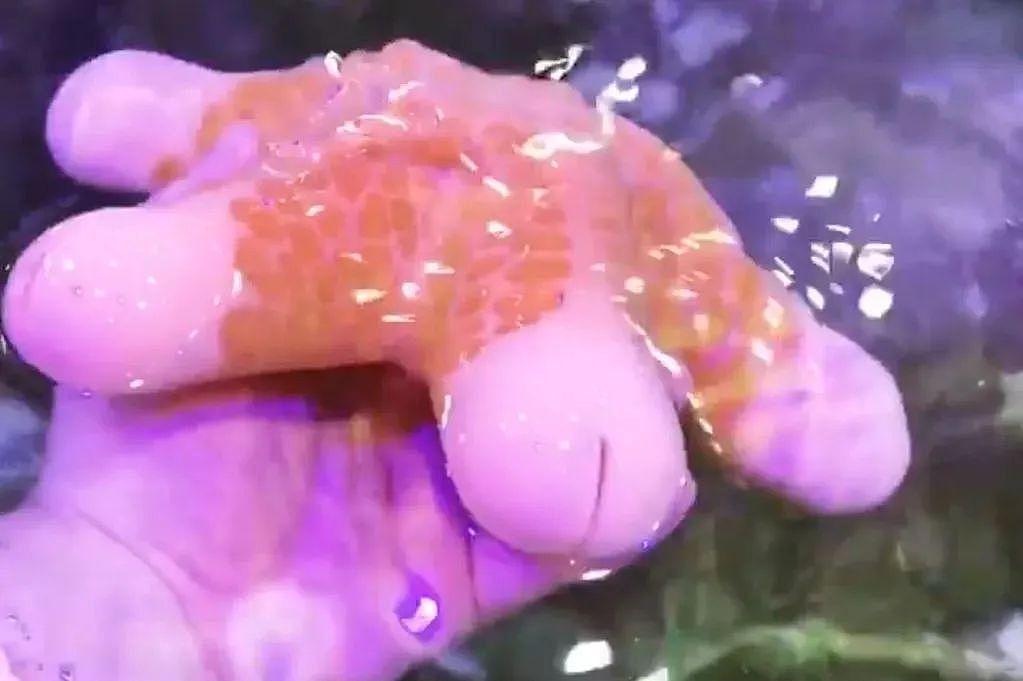 长得最18禁的海洋动物，每个人看见它都会脸红（组图） - 15