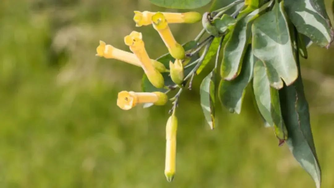 悲剧！三华男“中国商城”旁挖野菜，全部入院！一人不幸身亡，华人千万别做这事…（组图） - 1