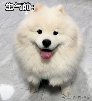 【爆笑】“备婚时男票说把50g金子压缩成20g？”哈哈哈哈哈都怪这暴涨的金价！（组图） - 20