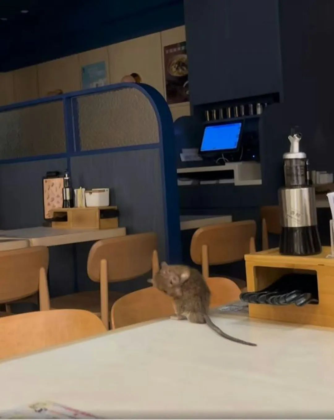 全网怒喷：悉尼孕妇在日料店，吃到一半发现死老鼠！大家一定要避雷...（组图） - 4