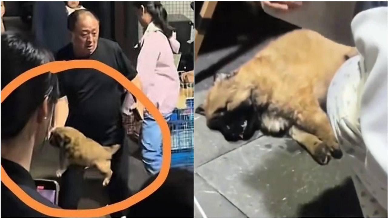 买狗要求退款遭拒,广西男竟当众残忍挞死狗BB,路人阻止未果落泪(组图) - 1