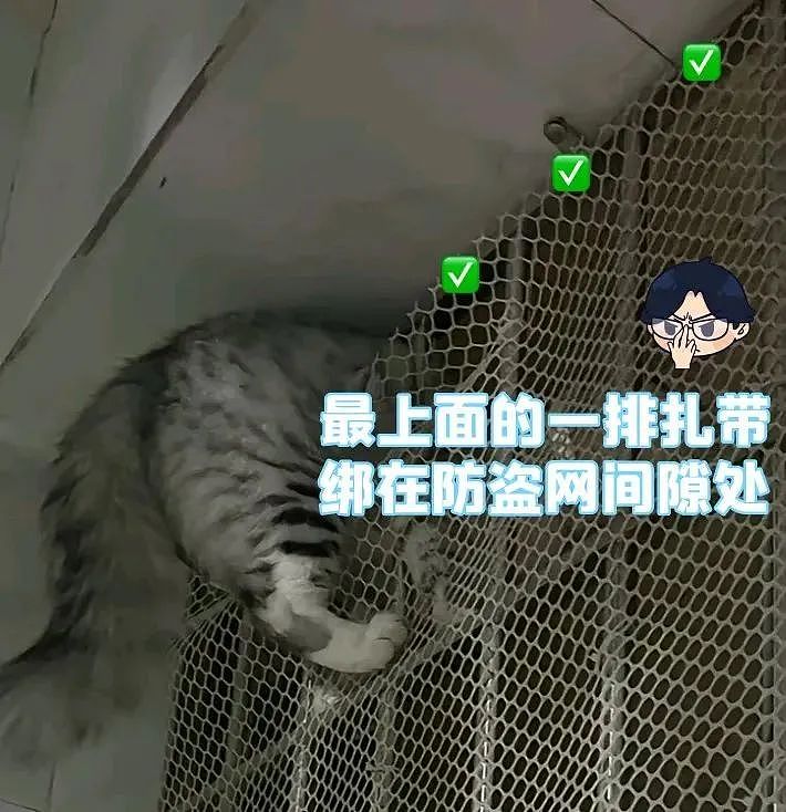 【宠物】妹子半夜用晾衣杆狂捅邻居猫咪脖子，网友刚想骂人…点进去一看：干得漂亮（组图） - 31