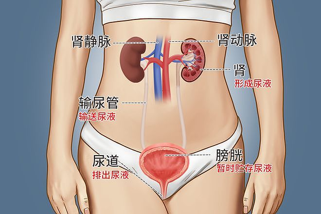 【涨知识】人活多久，看小便就知道？提醒：排尿时若有4个变化，应尽早检查（组图） - 2