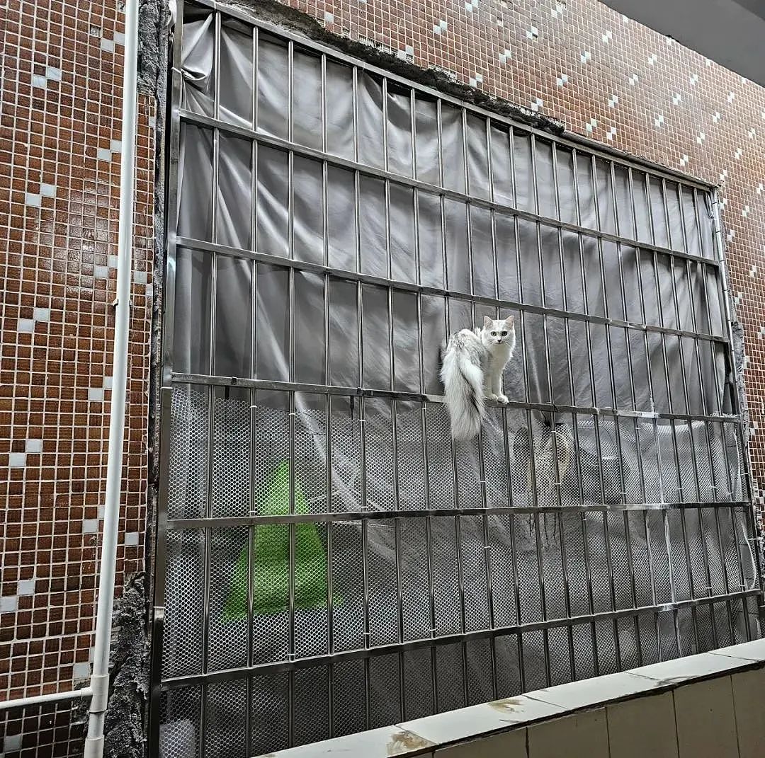 【宠物】妹子半夜用晾衣杆狂捅邻居猫咪脖子，网友刚想骂人…点进去一看：干得漂亮（组图） - 16
