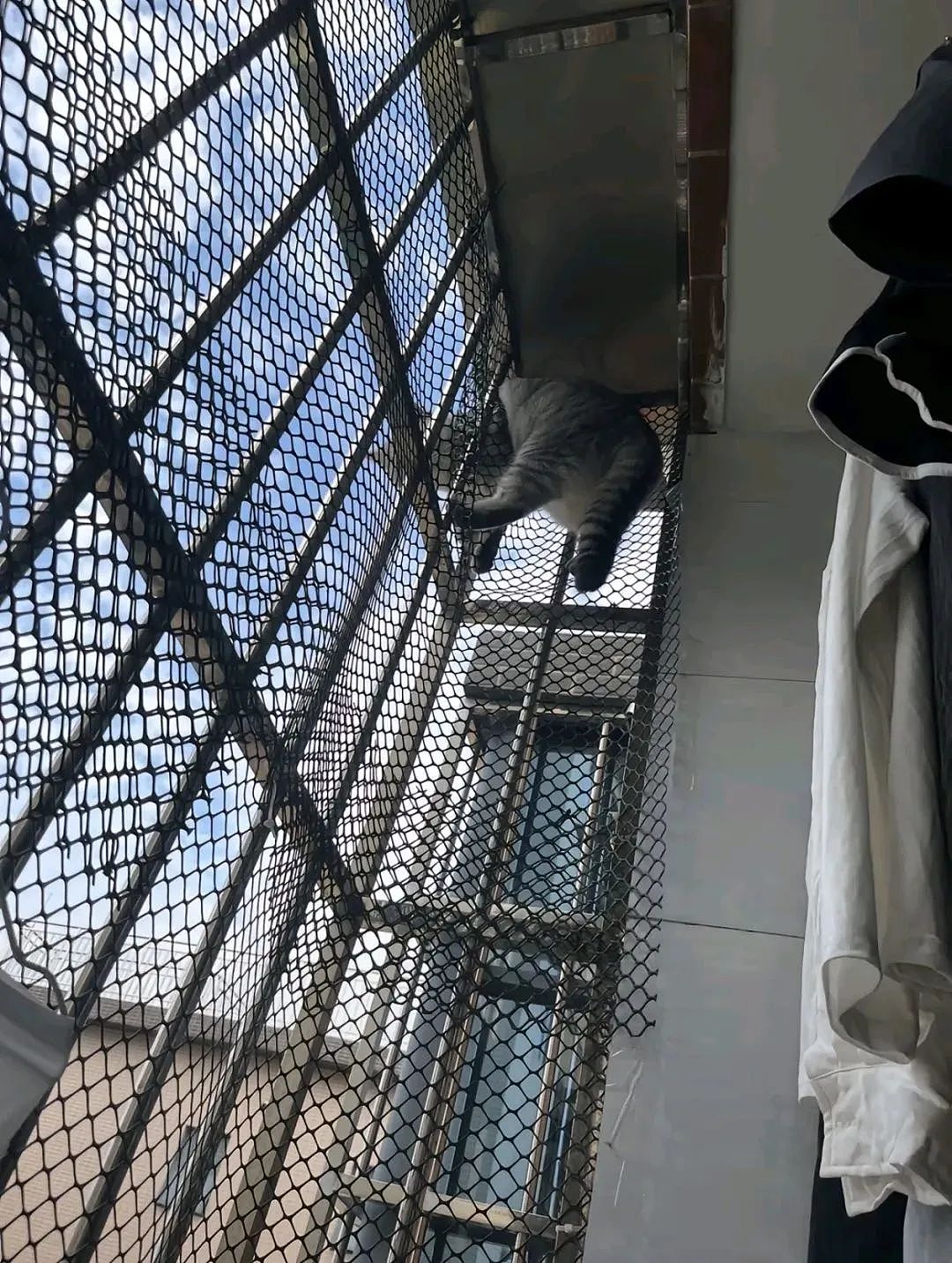 【宠物】妹子半夜用晾衣杆狂捅邻居猫咪脖子，网友刚想骂人…点进去一看：干得漂亮（组图） - 26