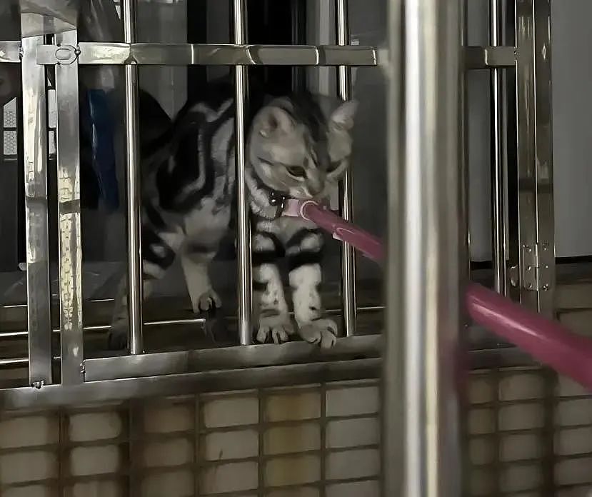 【宠物】妹子半夜用晾衣杆狂捅邻居猫咪脖子，网友刚想骂人…点进去一看：干得漂亮（组图） - 2
