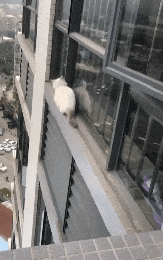 【宠物】妹子半夜用晾衣杆狂捅邻居猫咪脖子，网友刚想骂人…点进去一看：干得漂亮（组图） - 14