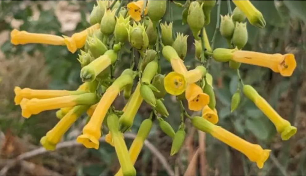 痛心！3华男“中国商城”旁挖野菜，全部中剧毒入院，一人不幸身亡！在澳华人千万别做这事…（组图） - 1