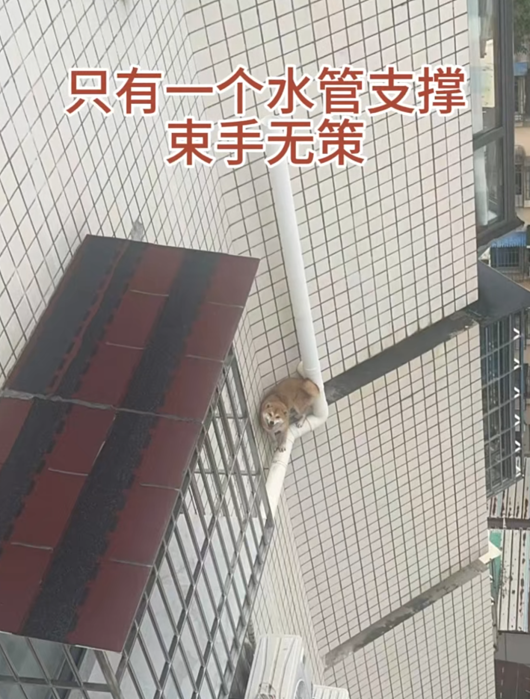 【宠物】妹子半夜用晾衣杆狂捅邻居猫咪脖子，网友刚想骂人…点进去一看：干得漂亮（组图） - 11